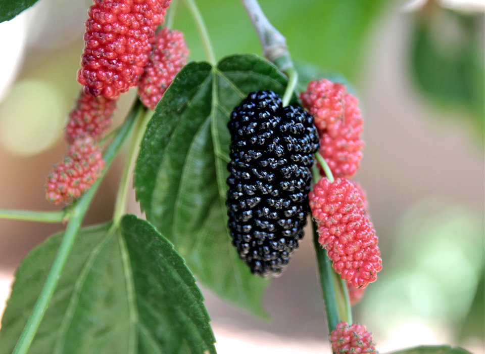 mulberry