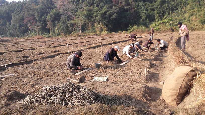 "sericulture image"