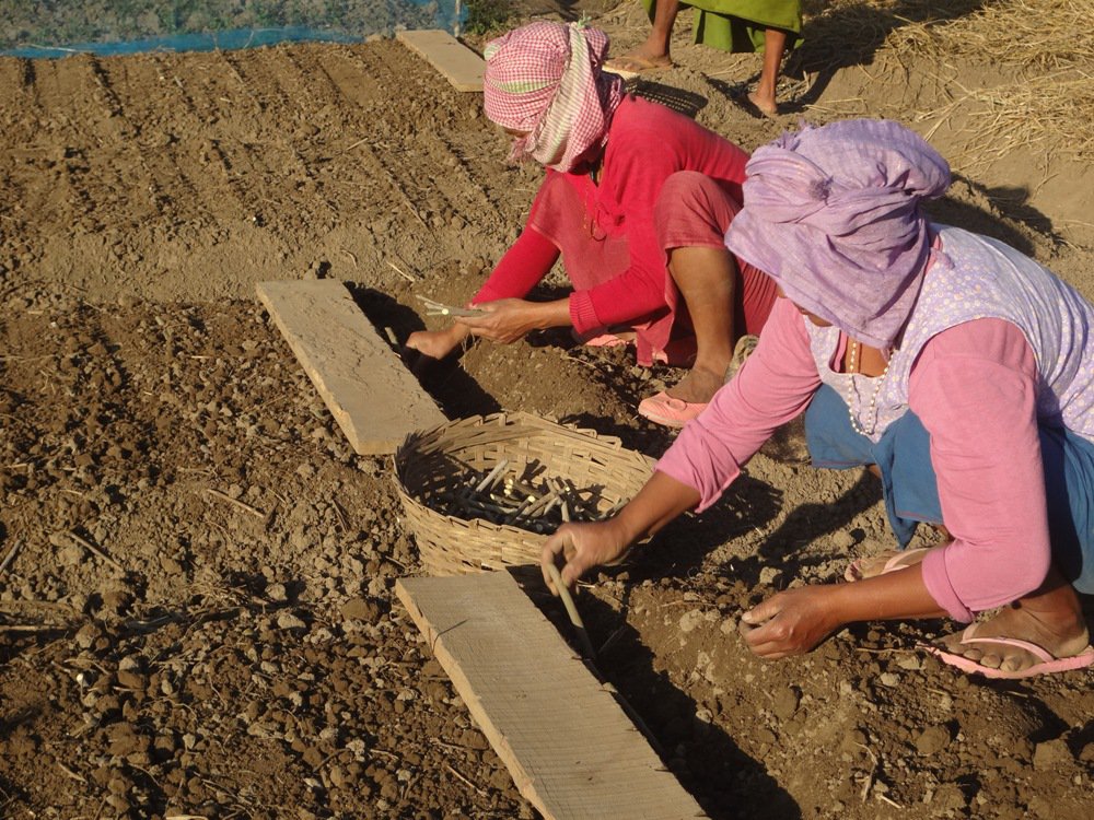 "sericulture function image"